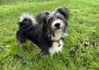 Home-for-Hounds-Exeter-1