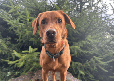 Home-for-Hounds-Exeter-10