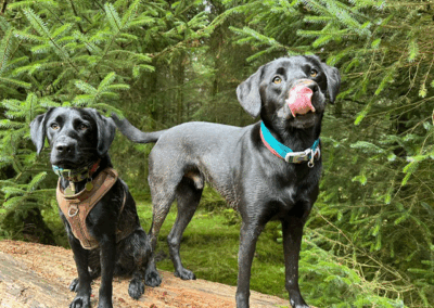 Home-for-Hounds-Exeter-11