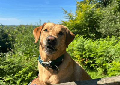 Home-for-Hounds-Exeter-12