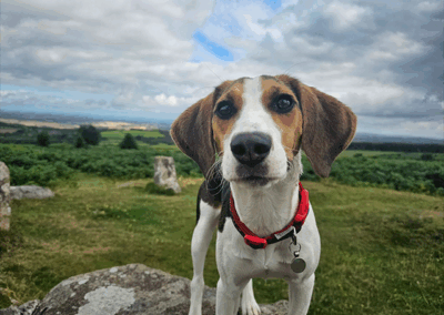 Home-for-Hounds-Exeter-2