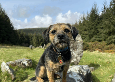 Home-for-Hounds-Exeter-3
