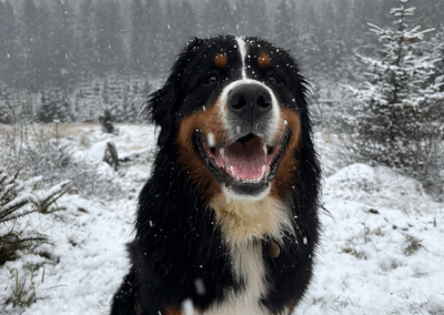 Home-for-Hounds-Exeter-4