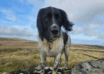Home-for-Hounds-Exeter-5