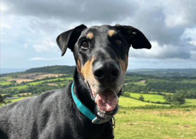 Home-for-Hounds-Exeter-6