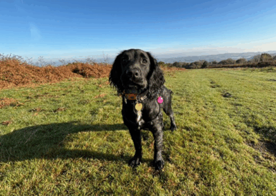 Home-for-Hounds-Exeter-8