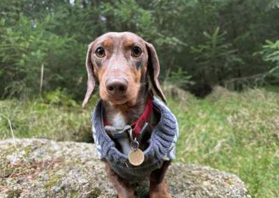 Home-for-Hounds-Exeter-7